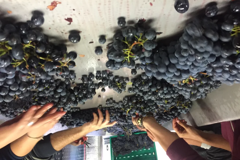 Clos Signadore - Mains triant des grappes de raisin noir sur la table de tri