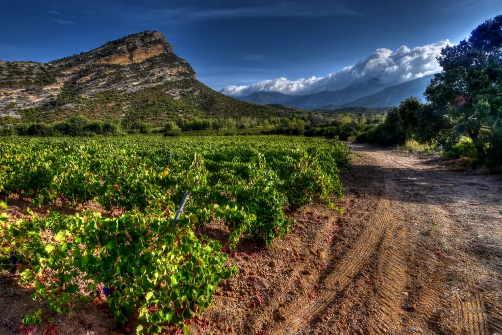 Clos Signadore - Vignes en gobelet et chemin de terre au pied d’un relief rocheux