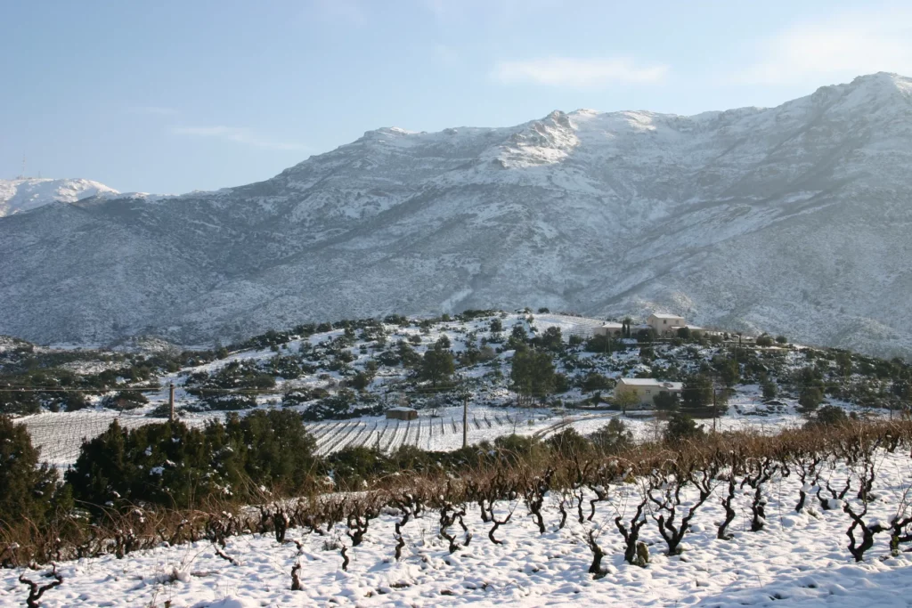 Clos Signadore - Ceps en gobelet sous la neige, montagne enneigée au fond