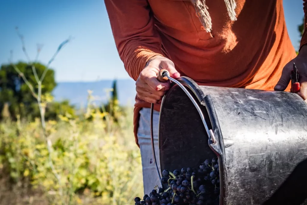 Colline de l’Hirondelle - Seau de raisins noirs vidé à la main pendant les vendanges
