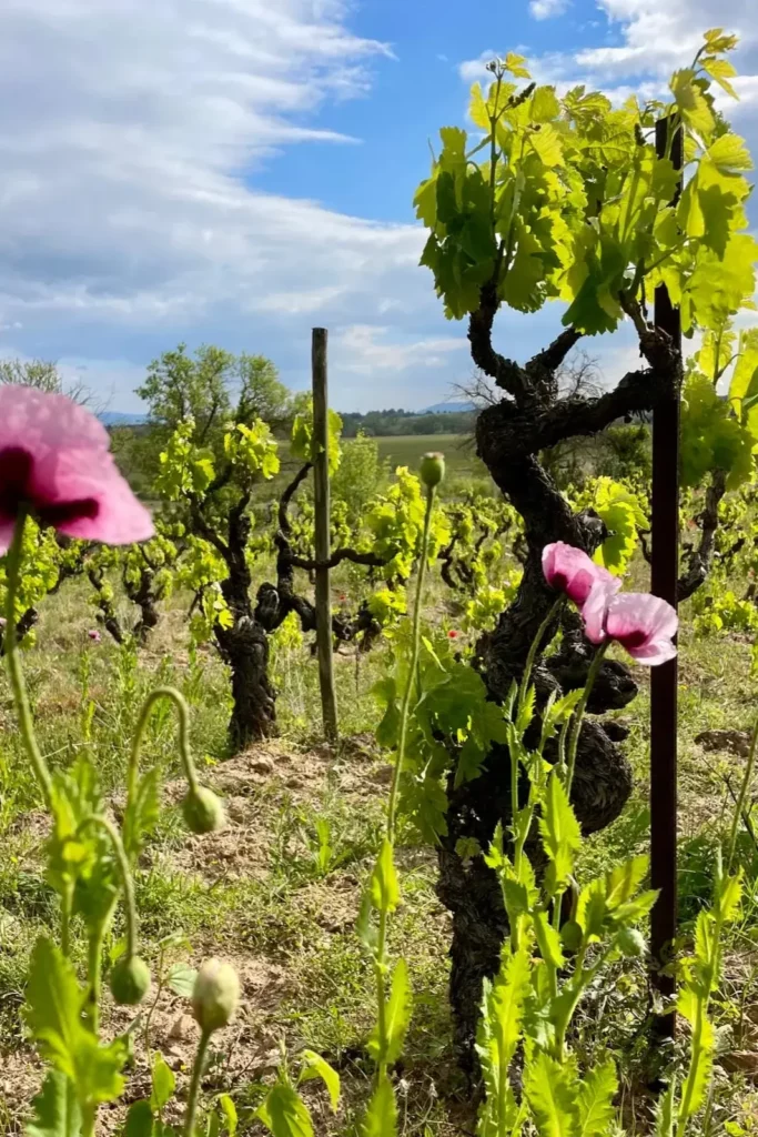 Colline de l’Hirondelle - Vieille souche en feuilles au printemps, entourée de coquelicots