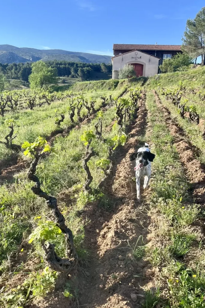 Colline de l’Hirondelle - Rangs de vieilles vignes au printemps, la cave en haut de la colline