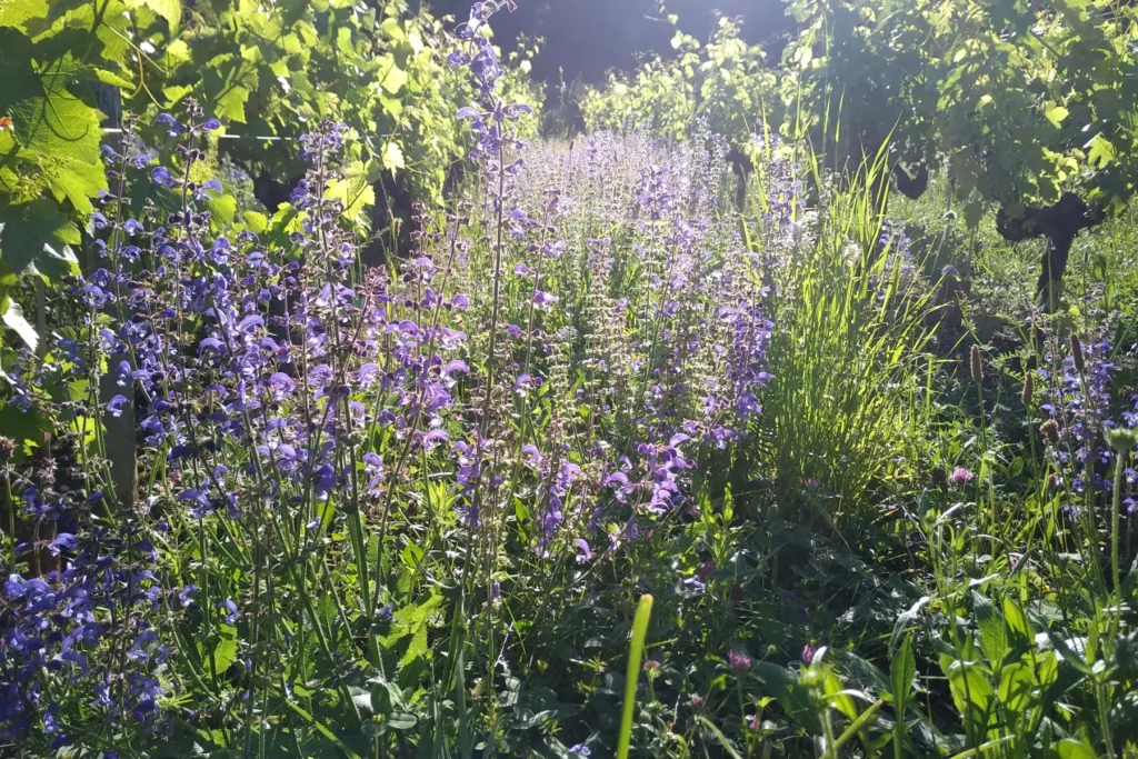 Corentin Houillon - Couvert végétal fleuri de violet entre les ceps
