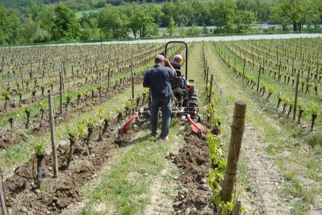 Domaine Achard-Vincent - Travail du sol au tracteur entre les rangs de jeunes vignes au printemps