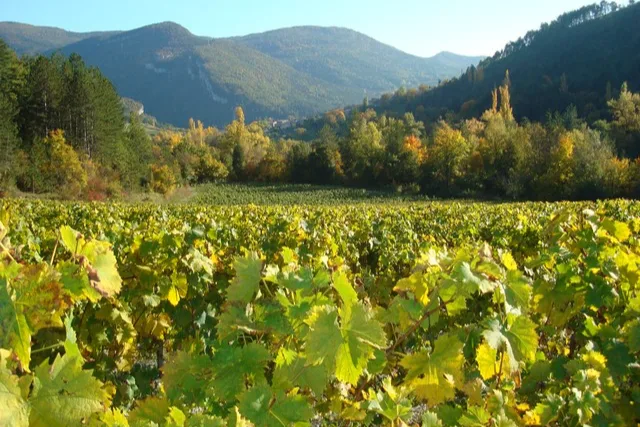 Domaine Achard-Vincent - Vignes aux feuilles jaunies à l’automne, au pied des montagnes du Diois