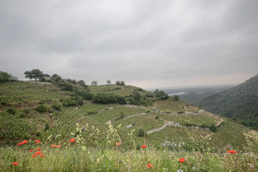 Domaine Alain Voge - Coteaux de vigne et coquelicots en appellation Saint-Joseph