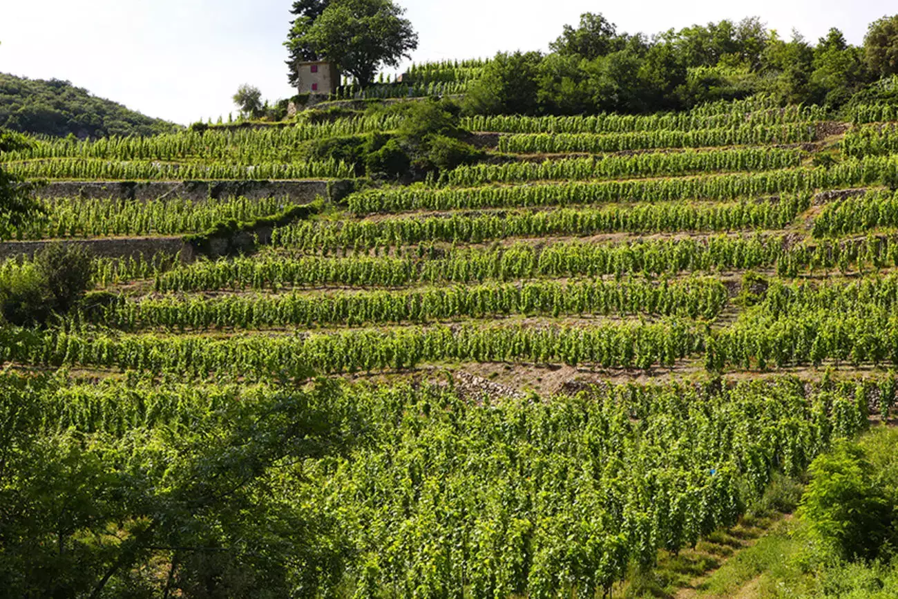Domaine Alain Voge - Coteaux de syrah en terrasses sur les pentes de Cornas