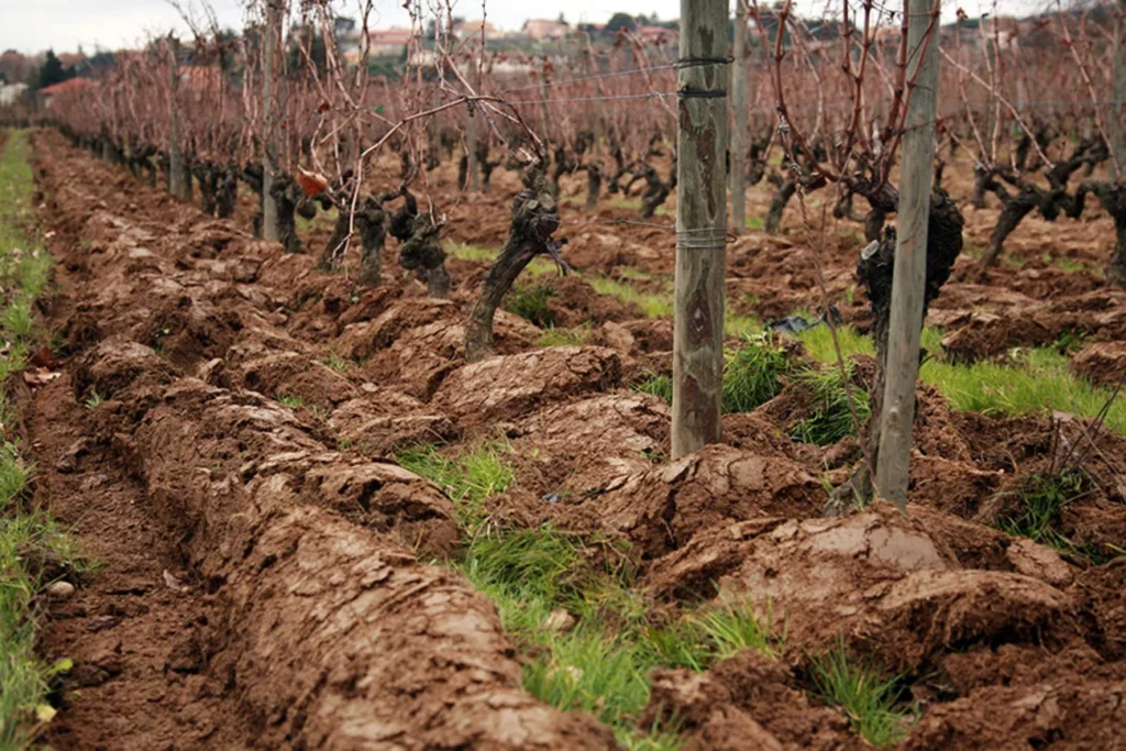 Domaine Alain Voge - Sol fraîchement labouré entre de vieux ceps