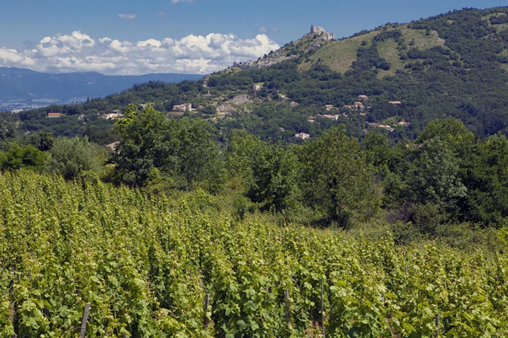 Domaine Alain Voge - Vignes de Saint-Péray face au château de Crussol