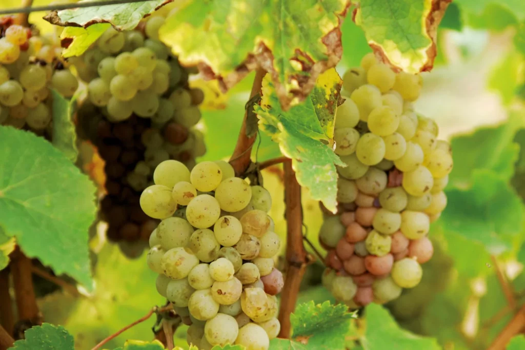 Domaine Allias - Grappes de chenin dorées à maturité sous les feuilles