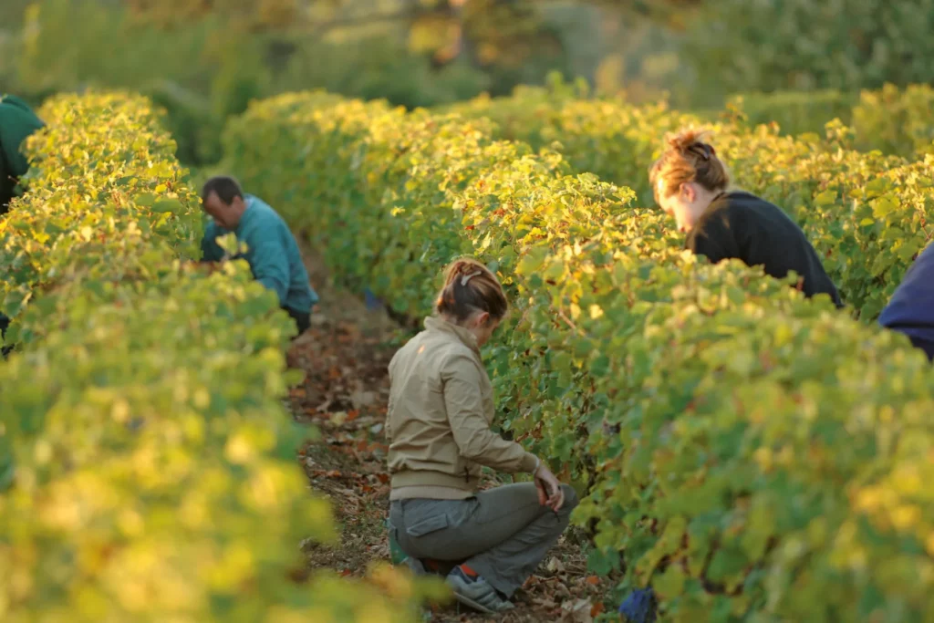 Domaine Allias - Vendangeurs accroupis dans les rangs, récolte à la main