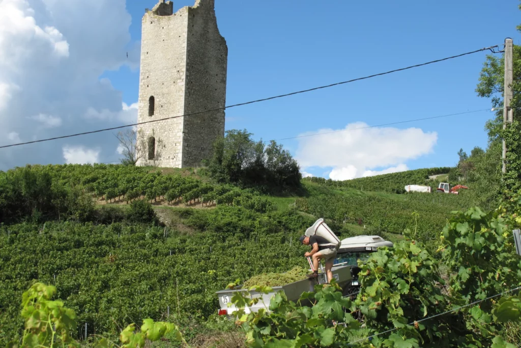 Domaine Anne-Sophie et Jean-François Quénard - Vendange au pied d’une des tours de Chignin