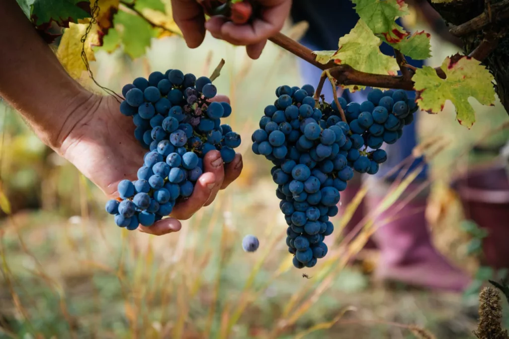 Domaine Arnaud Lambert - Grappes de raisin noir cueillies à la main pendant les vendanges