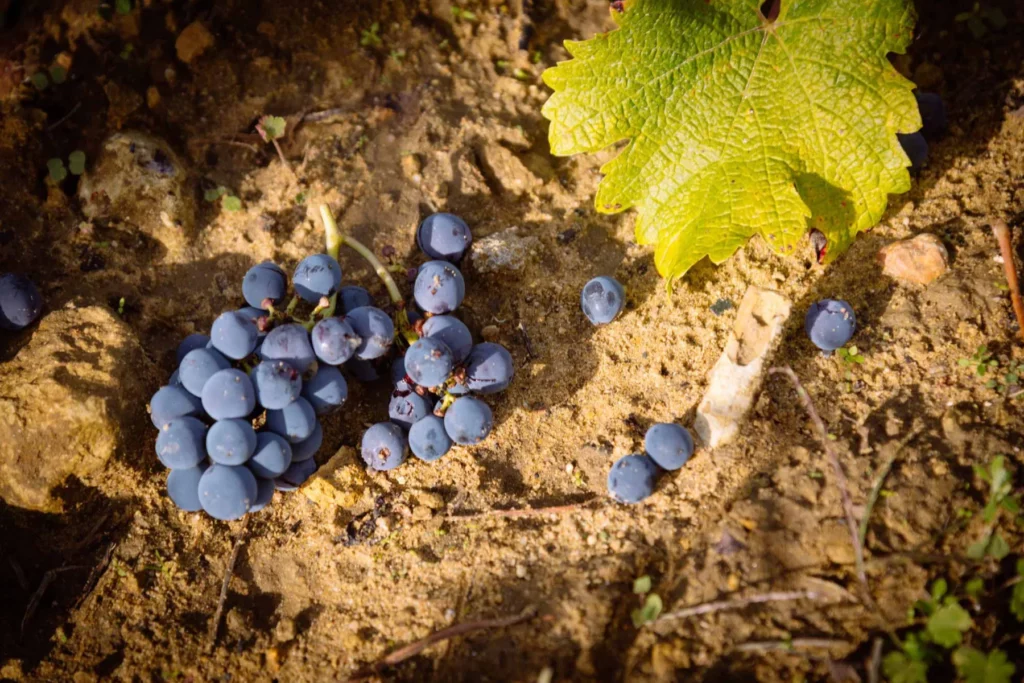 Domaine Arnaud Lambert - Grappes de raisin noir posées sur le sol sableux d’une parcelle