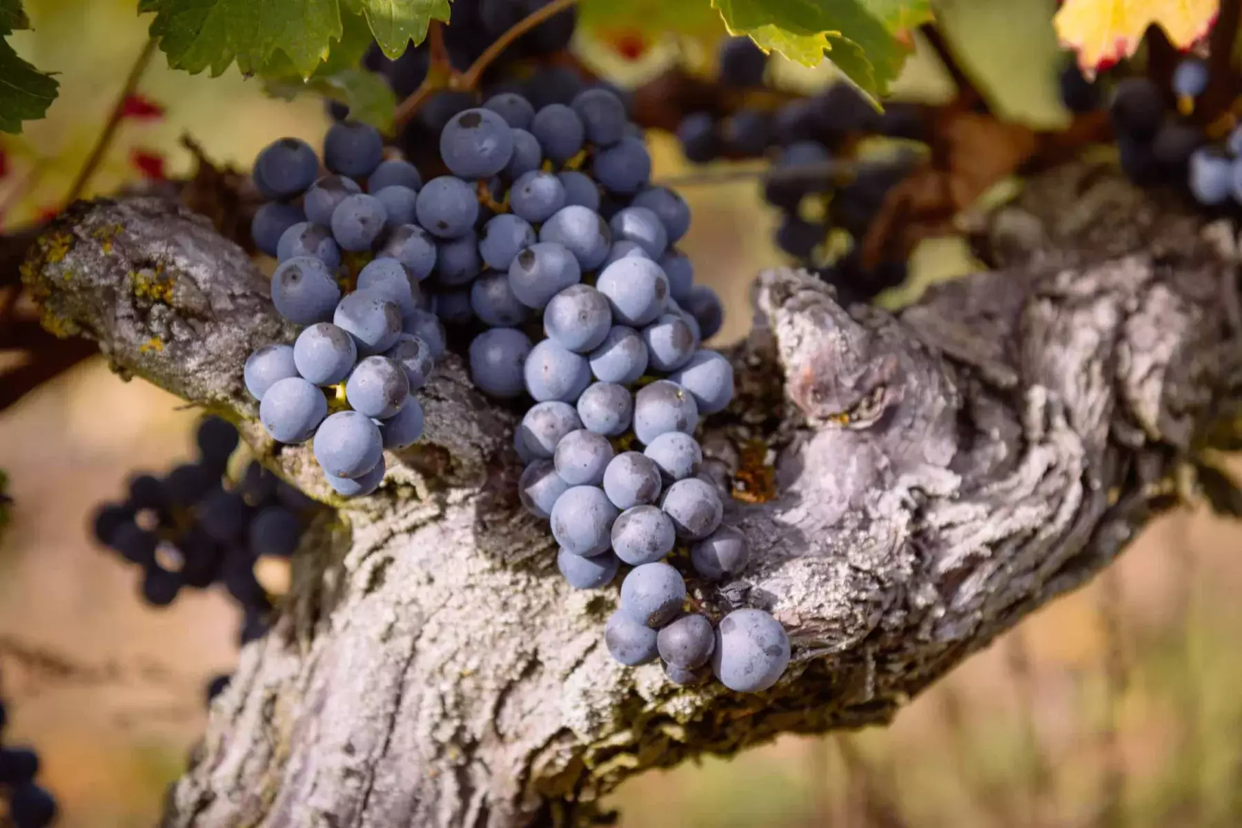 Domaine Arnaud Lambert - Vieux cep chargé de grappes noires avant les vendanges