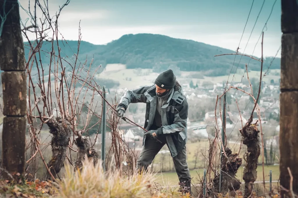 Domaine Berthet-Bondet - Taille d’hiver à la main dans une vigne en pente