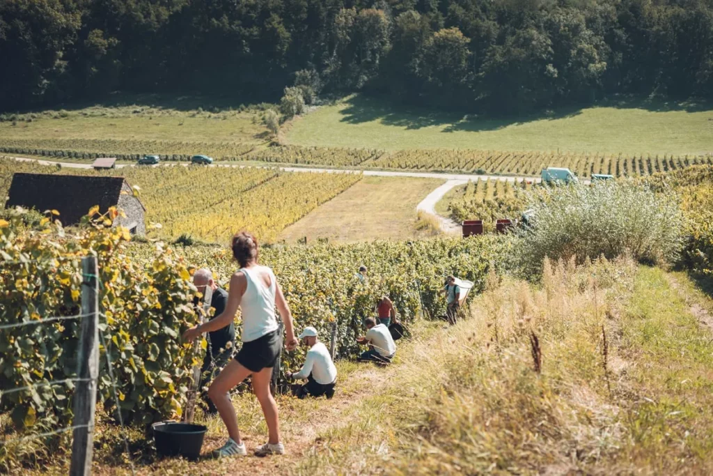 Domaine Berthet-Bondet - Vendanges manuelles dans une parcelle en pente