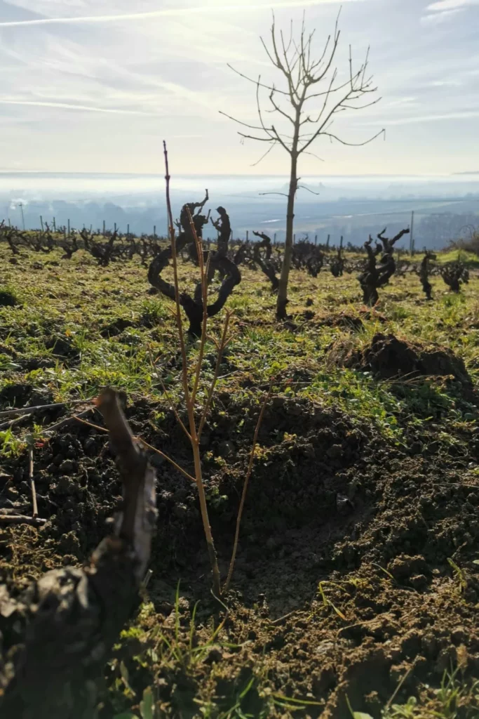 Domaine Bonnet-Cotton - Jeune arbre planté au milieu des vignes sur le coteau