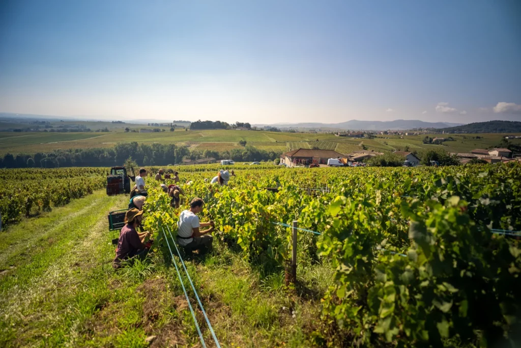Domaine Bonnet-Cotton - Vendanges à la main dans les rangs, face à la plaine