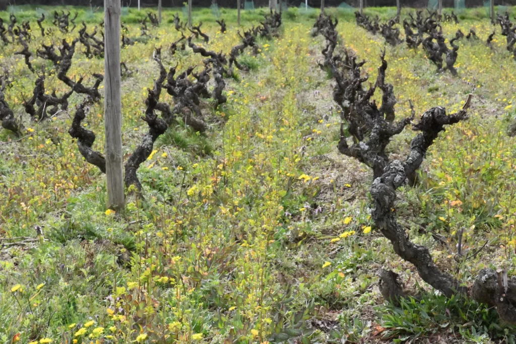 Domaine Bonnet-Cotton - Vieux ceps de gamay taillés en gobelet dans un rang enherbé