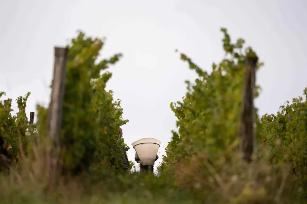 Domaine Bourdy - Entre deux rangs de vigne, vus à hauteur du sol