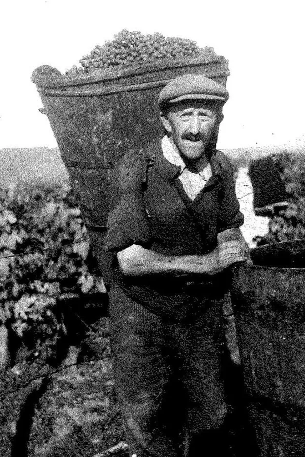 Domaine Bourdy - Photo d’archives d’un vendangeur, la hotte pleine de raisin sur le dos