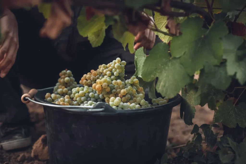 Domaine Bourdy - Seau de raisin blanc au pied des ceps pendant les vendanges manuelles