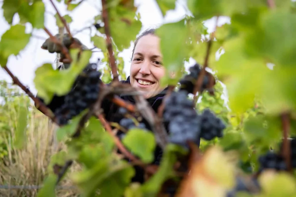 Domaine Bourdy - Une vendangeuse sourit entre les grappes de raisin noir, vendanges 2024