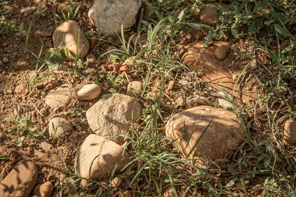 Domaine Breyton - Galets roulés et terre rouge entre les herbes, au pied des vignes