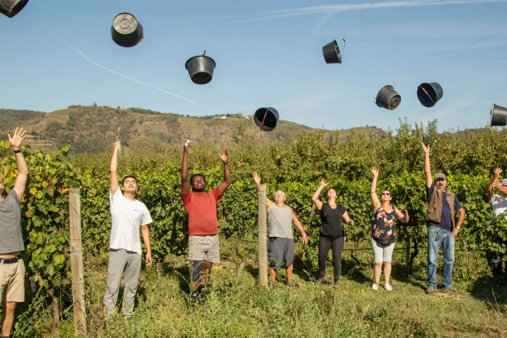 Domaine Breyton - Les vendangeurs lancent leurs seaux en l’air au milieu des vignes