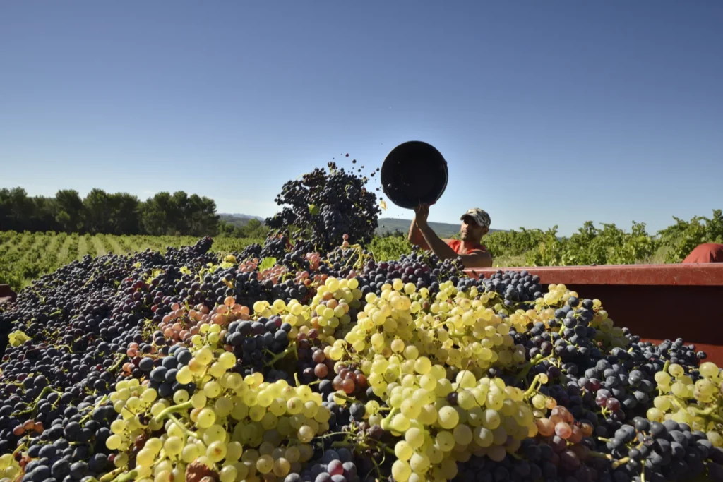 Domaine Chaume-Arnaud - Benne de raisins noirs et blancs pendant les vendanges