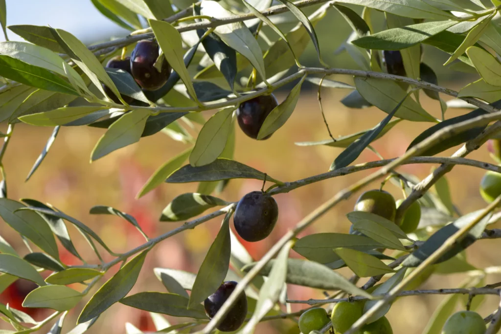 Domaine Chaume-Arnaud - Olives noires sur la branche, cultivées à côté de la vigne