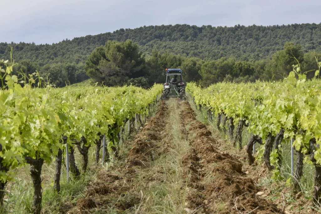 Domaine Chaume-Arnaud - Sol travaillé entre les rangs de vigne, sous la lisière des bois