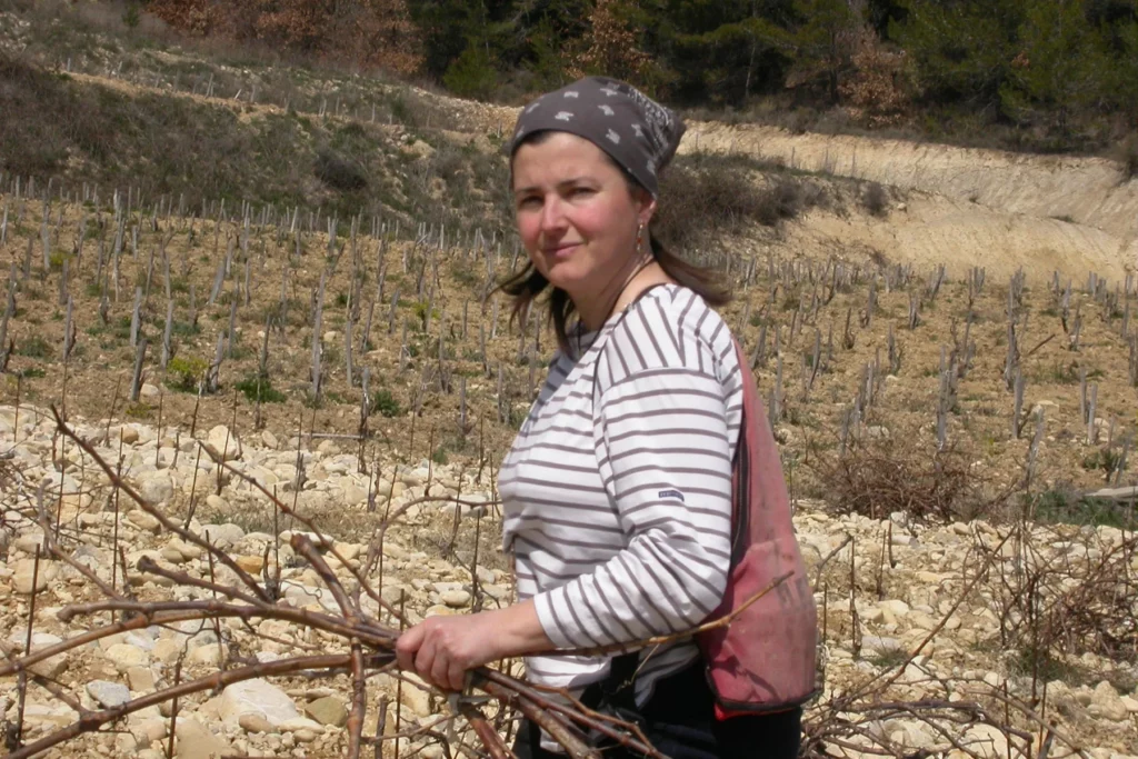 Domaine Chaume-Arnaud - Ramassage des sarments sur un sol très caillouteux