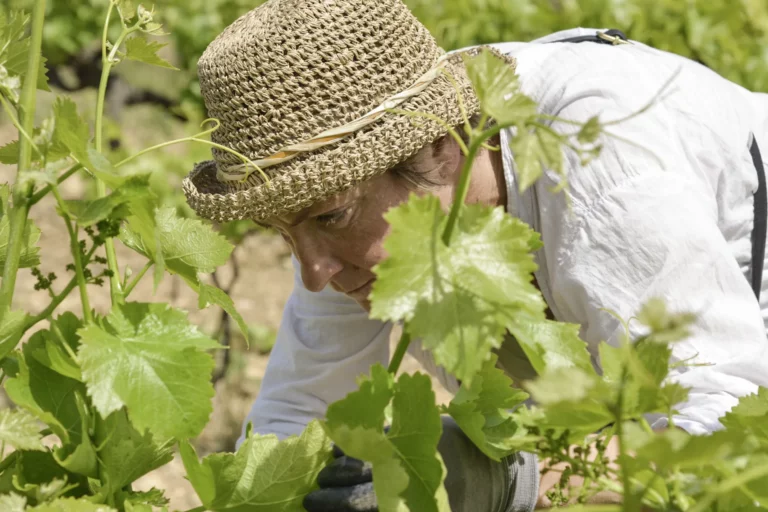Domaine Chaume-Arnaud