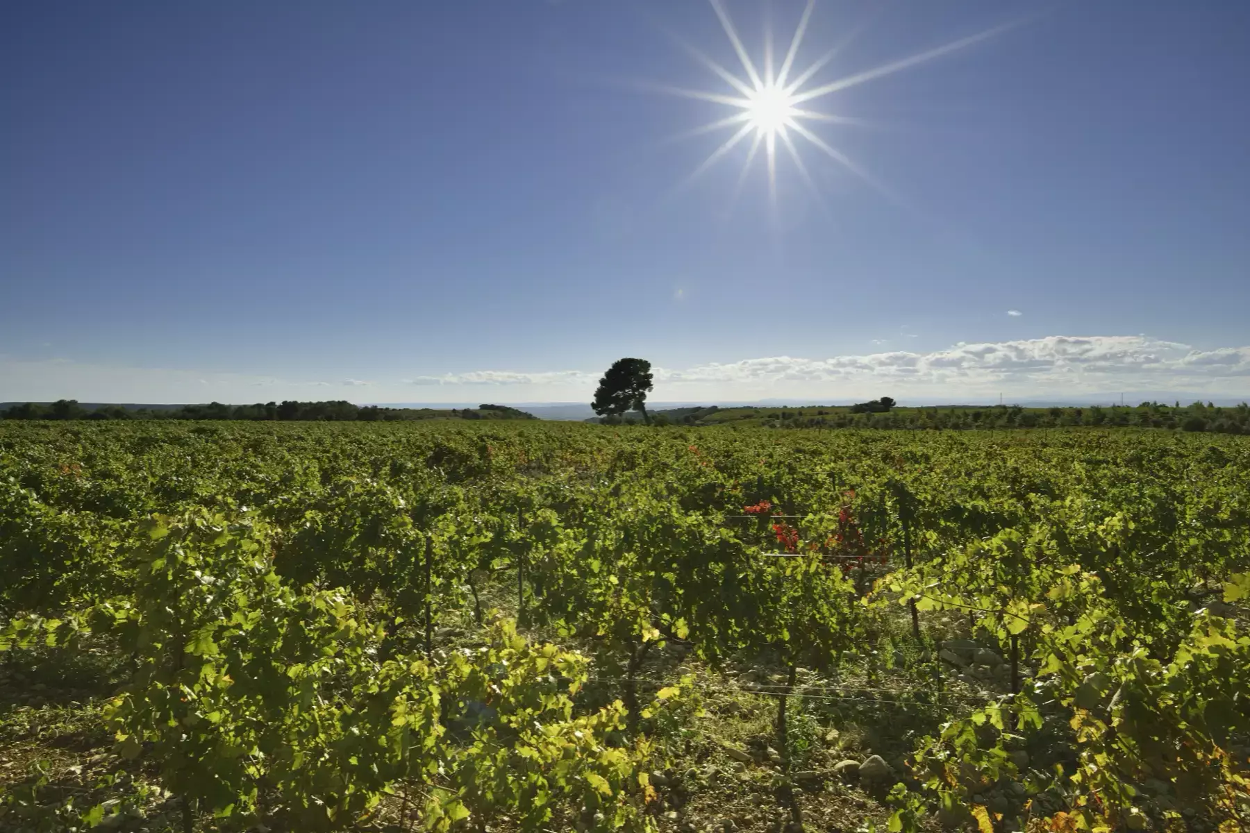 Domaine Chaume-Arnaud - Vignoble en plein soleil, un arbre isolé à l’horizon