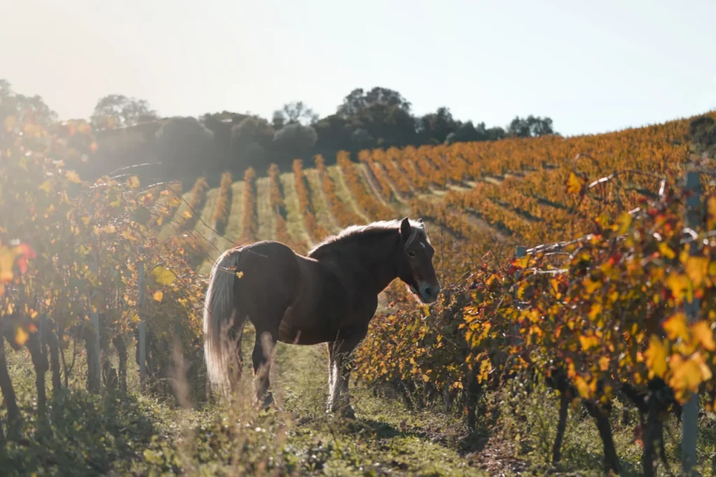 Domaine Comte Abbatucci - Cheval de trait dans les vignes aux couleurs d’automne