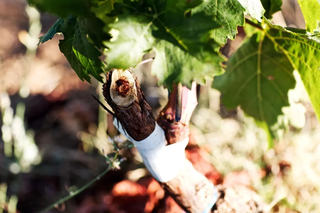 Domaine Comte Abbatucci - Greffon posé à la base d’un cep et protégé par un ruban