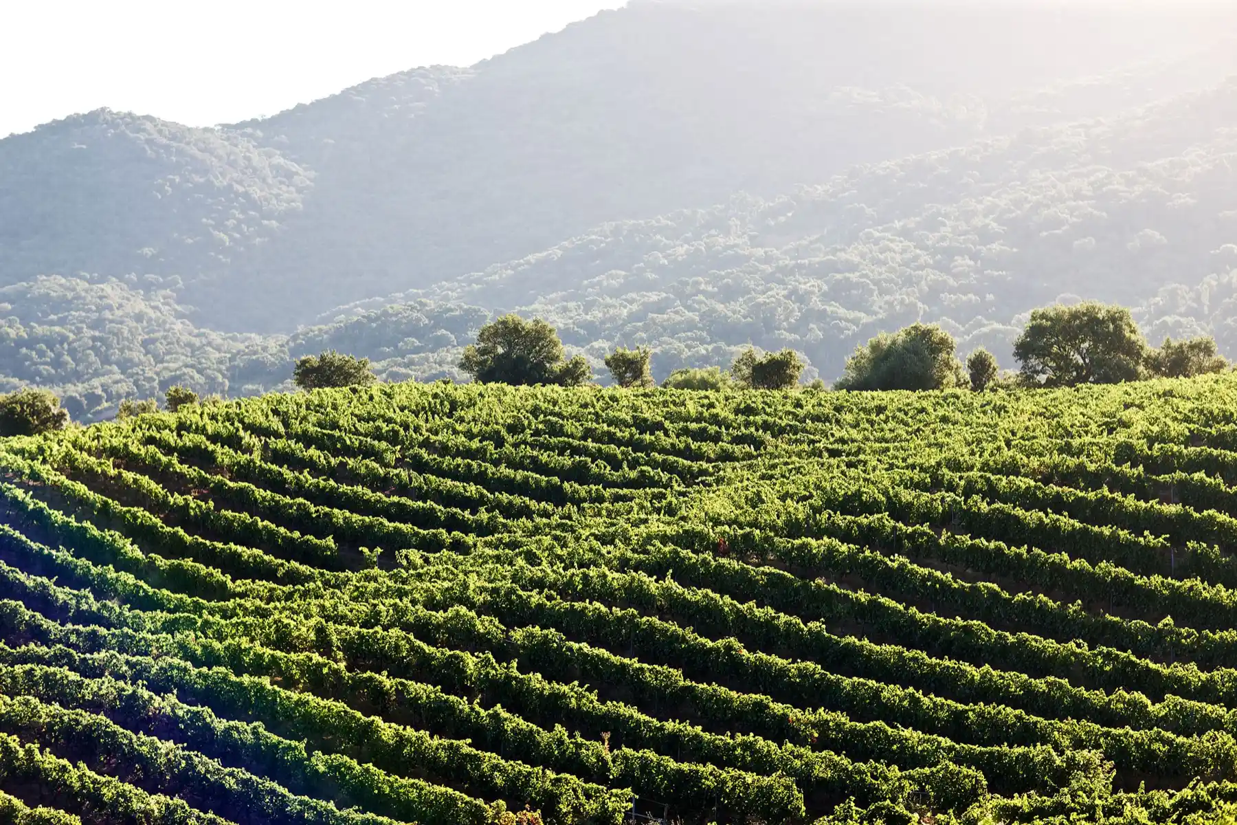 Domaine Comte Abbatucci - Rangs de vigne ondulant sous les collines boisées de la vallée du Taravo