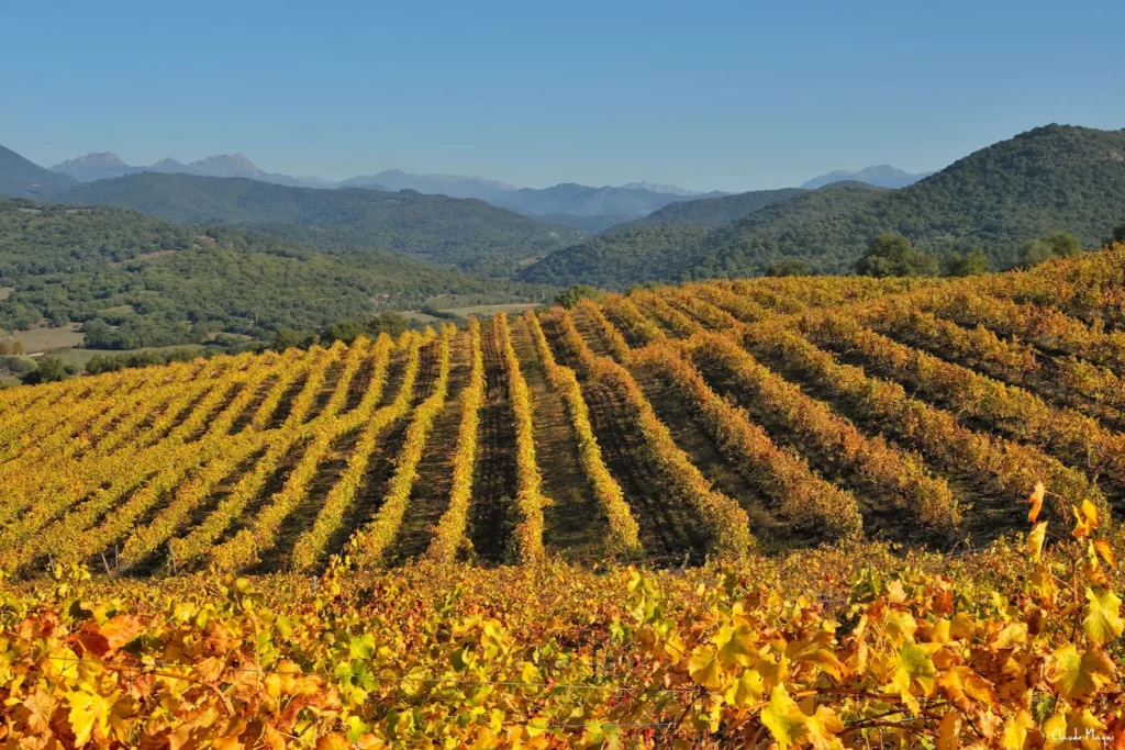 Domaine Comte Abbatucci - Le vignoble doré par l’automne, face aux montagnes de Corse-du-Sud