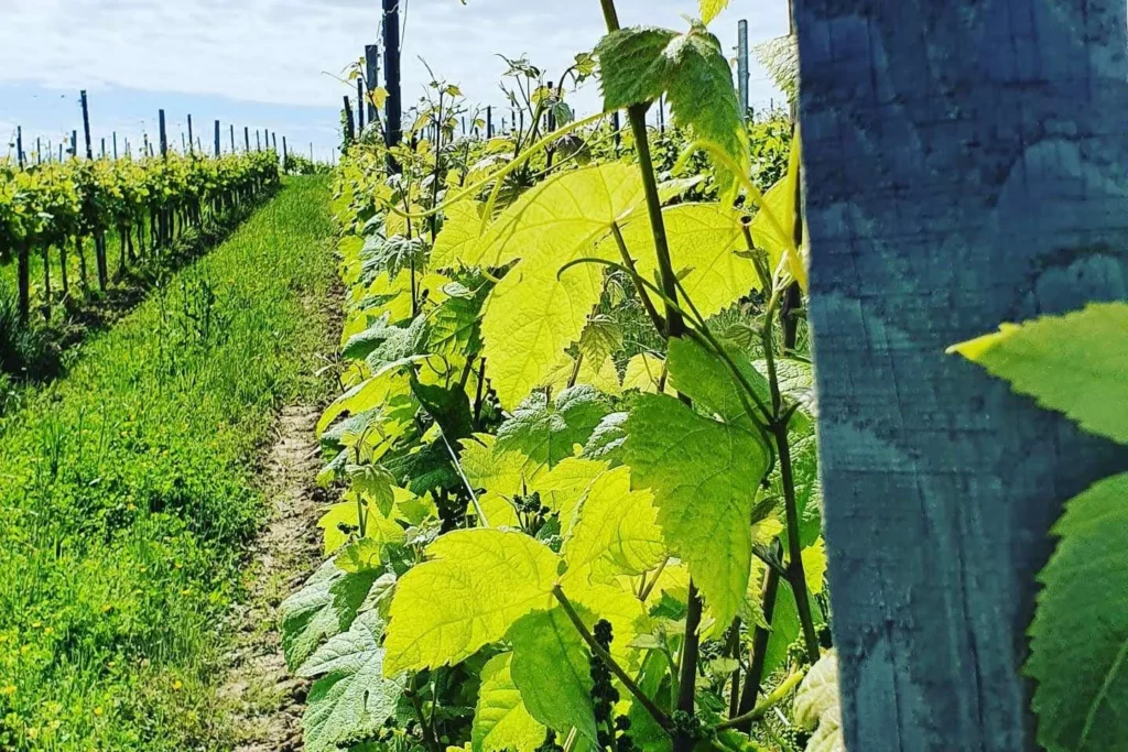 Domaine Damiens - Jeunes pousses de vigne au printemps, rang enherbé
