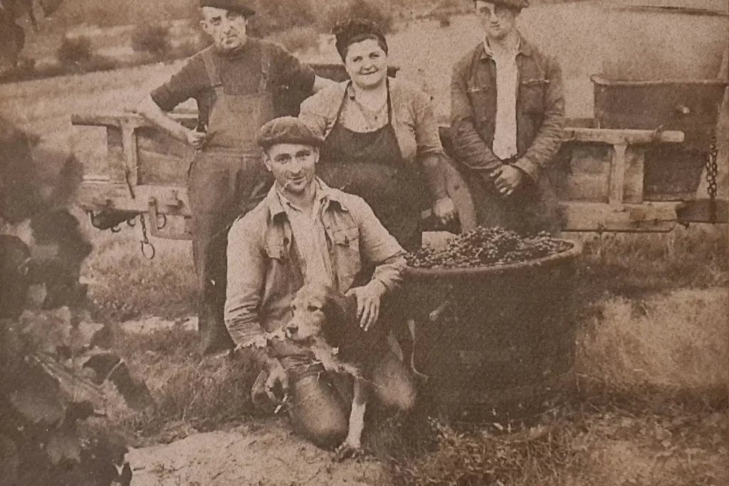 Domaine Damiens - Photo d’archives d’une journée de vendanges