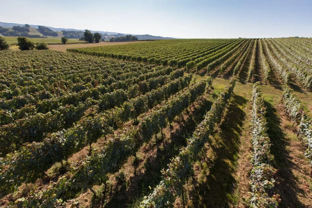 Domaine Damiens - Rangs de vignes palissées sur un coteau