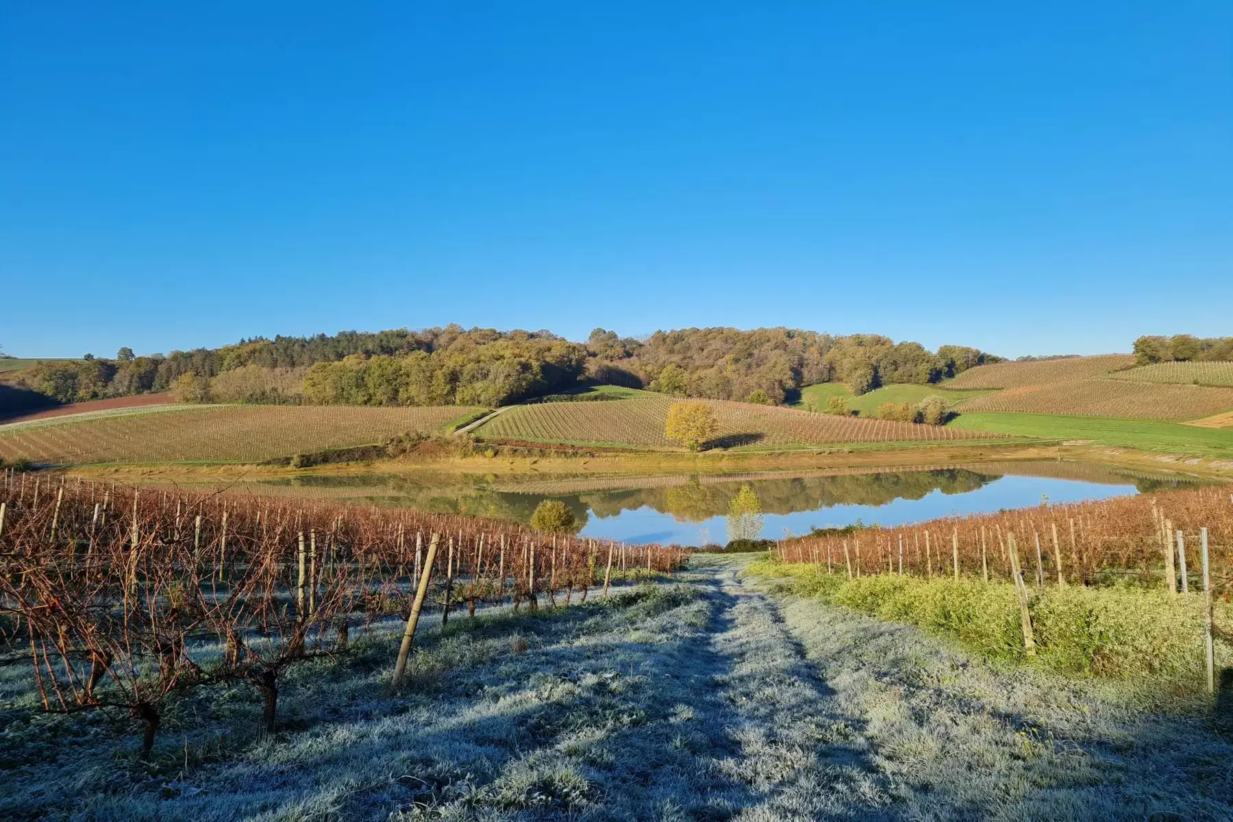 Domaine Damiens - Vignes sous le givre au bord d’un lac, un matin d’hiver