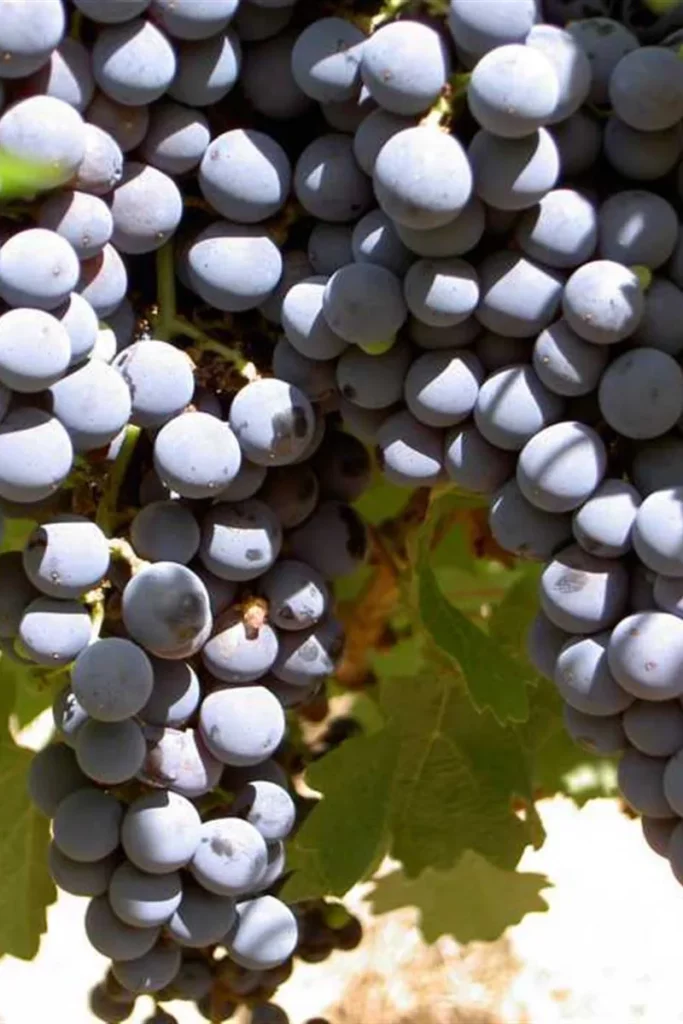 Domaine de Bannières - Grappes de raisin noir mûres, couvertes de pruine