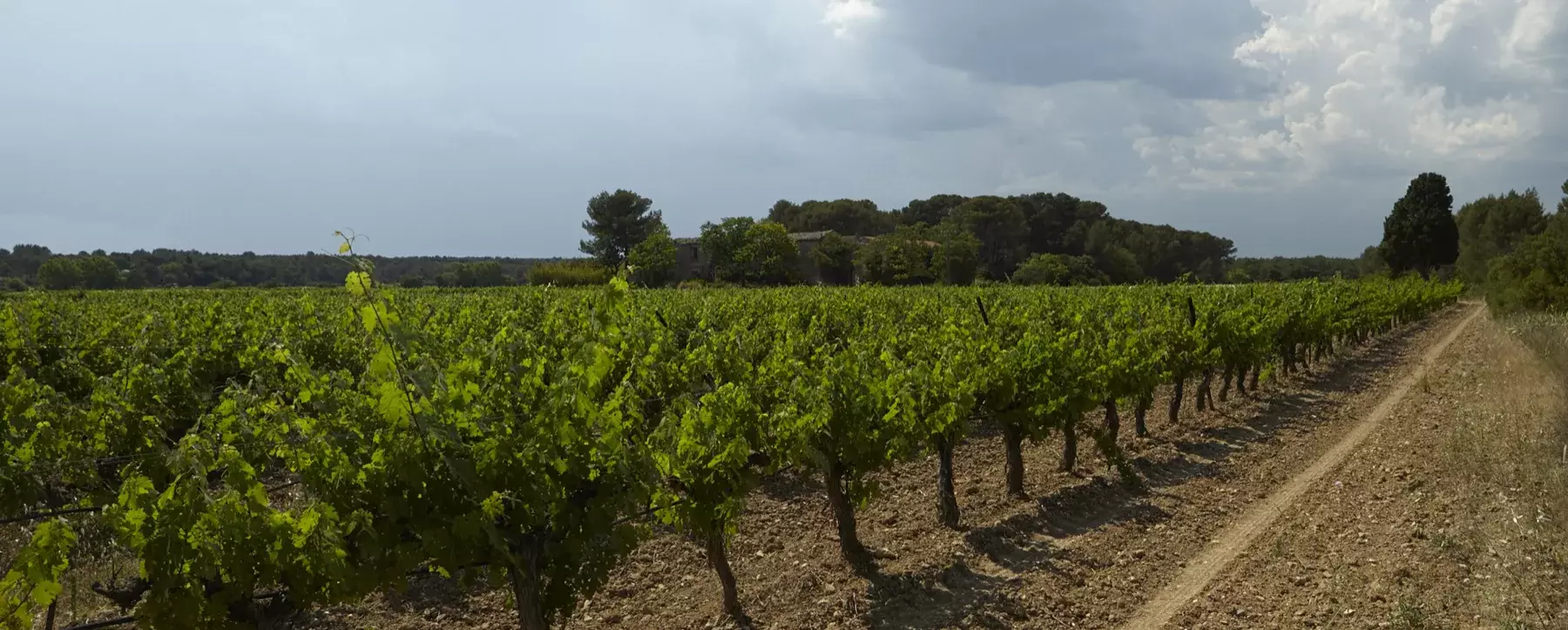 Domaine de Bannières - Rangs de vigne en juin sous un ciel d’orage, bordés de pins