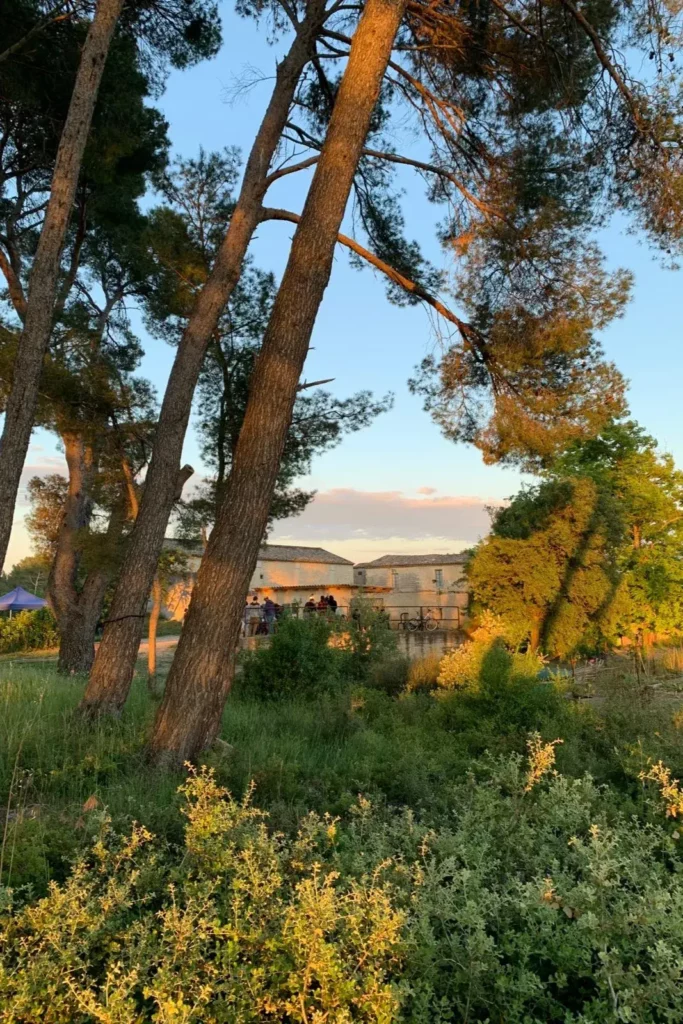Domaine de Bannières - Soirée d’été sous les pins, devant les bâtiments du domaine