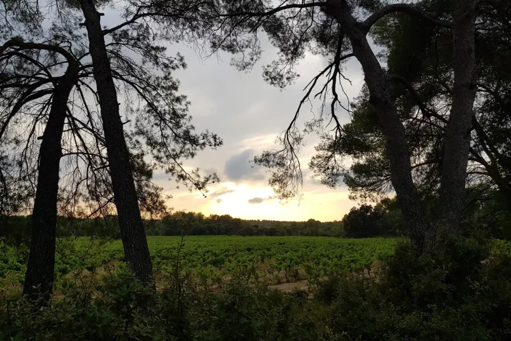 Domaine de Bannières - Vignes au crépuscule, encadrées par les pins