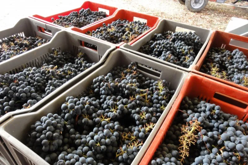 Domaine de Beyssac - Cagettes d’abouriou vendangé à la main