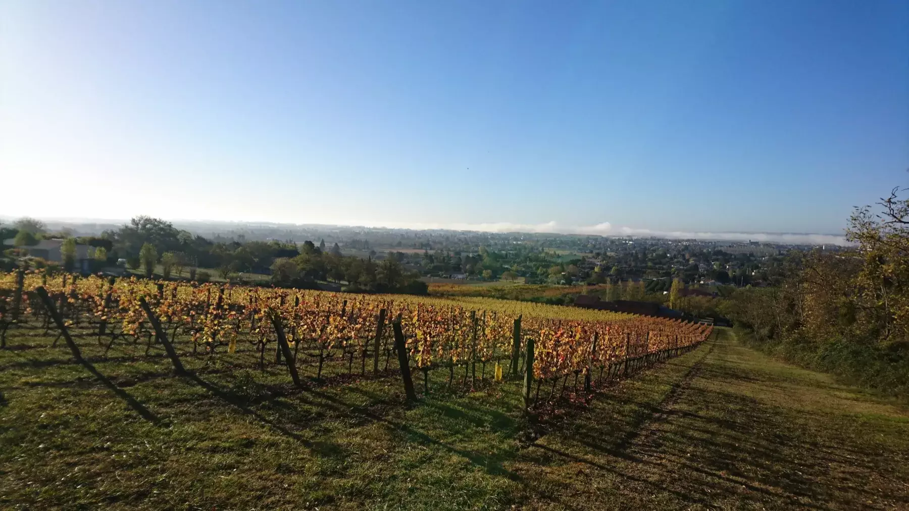 Domaine de Beyssac - Vignes d’automne sur le coteau, face à la vallée de la Garonne